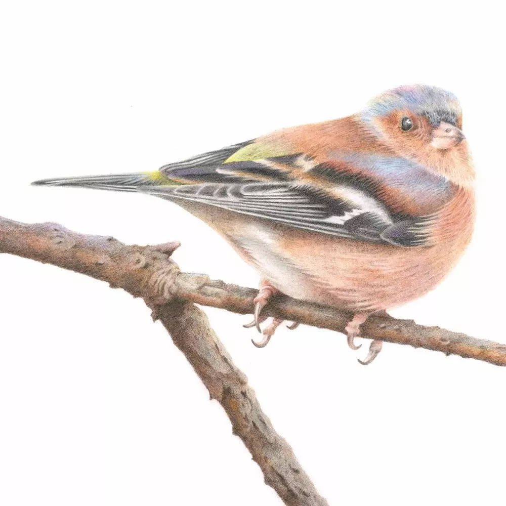 Chaffinch Coloured Pencil Illustration